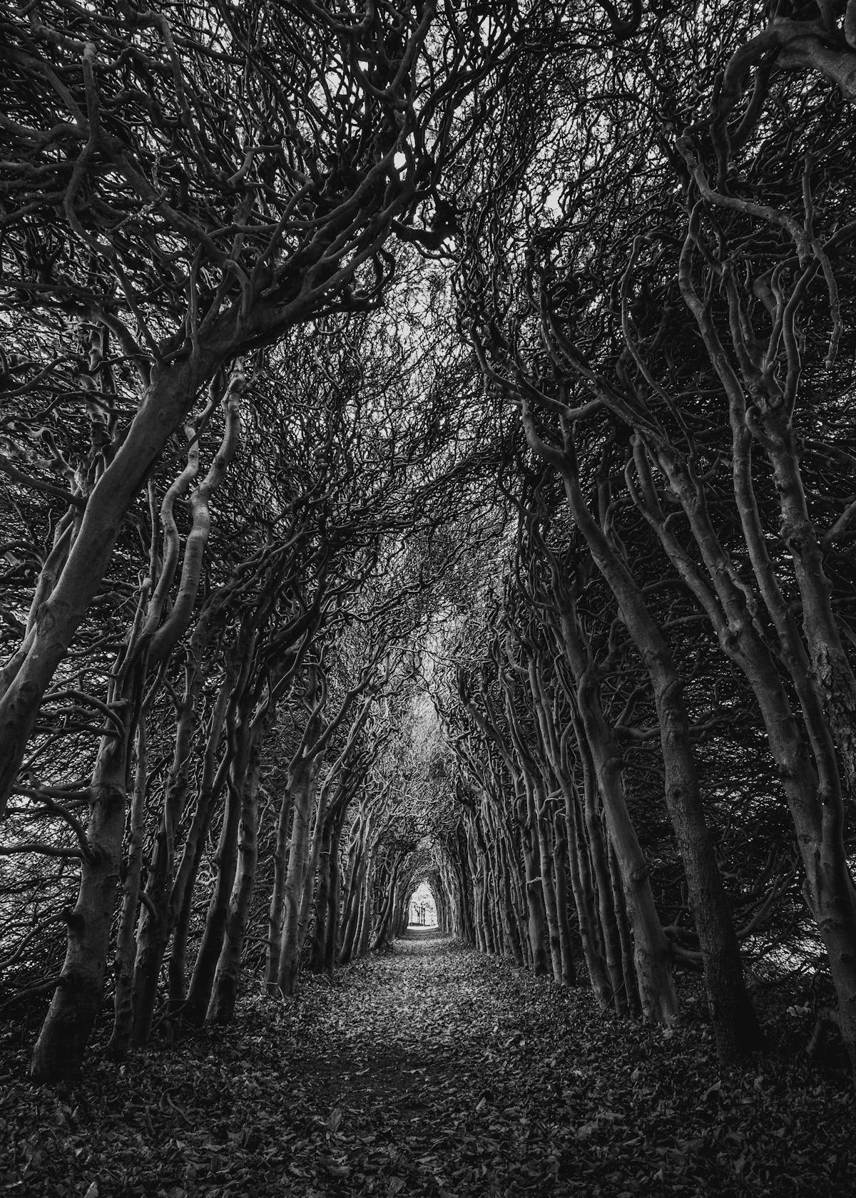 100,000+ Best Black-and-white Photos · 100% Free Download · Pexels Stock Photos