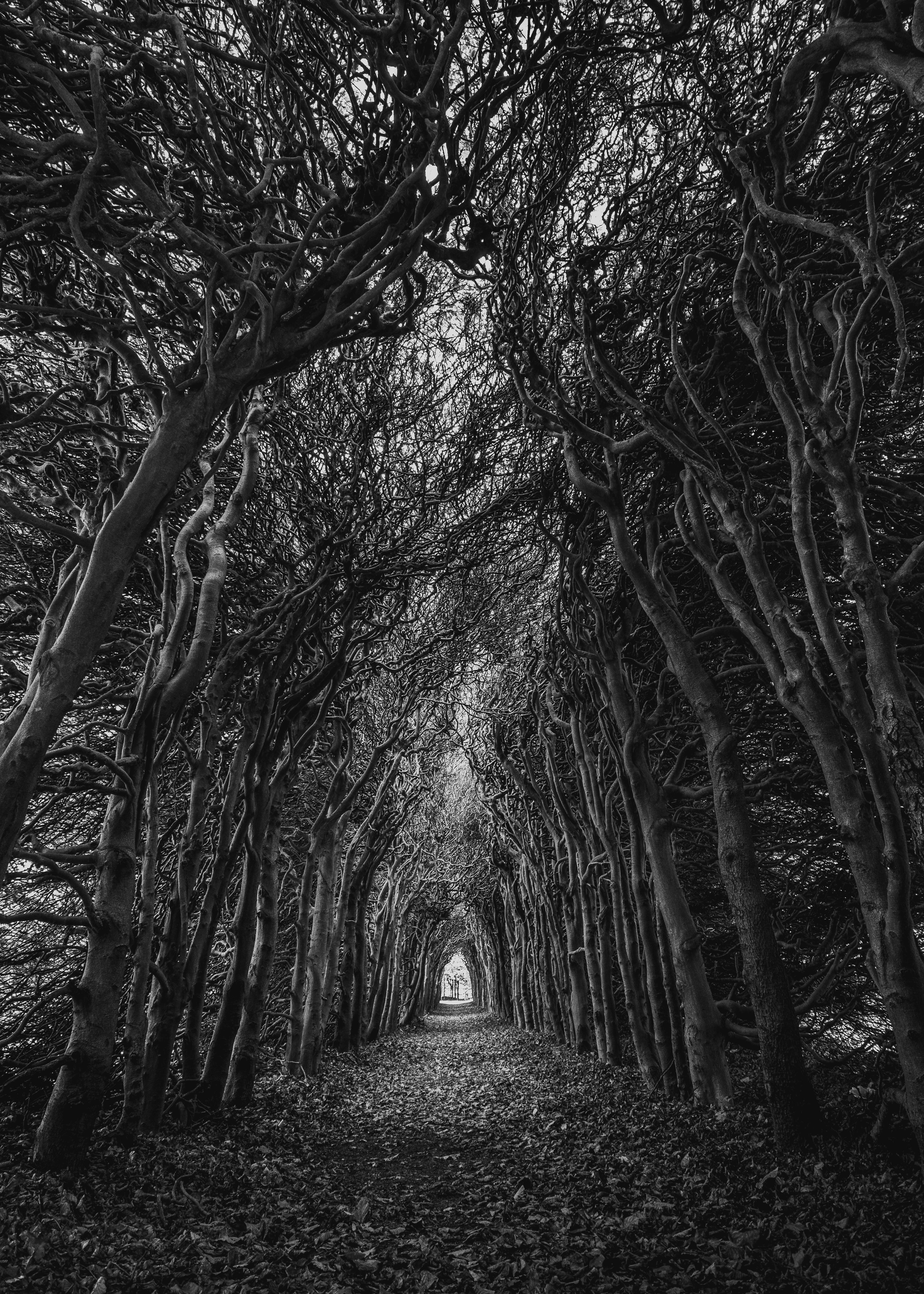 Free black and white photography · Pexels · Free Stock Photos