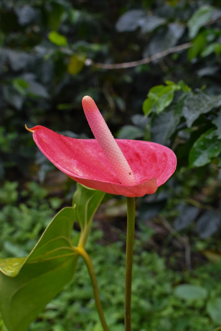 Close-up Of A Pink Anthurium Flower 