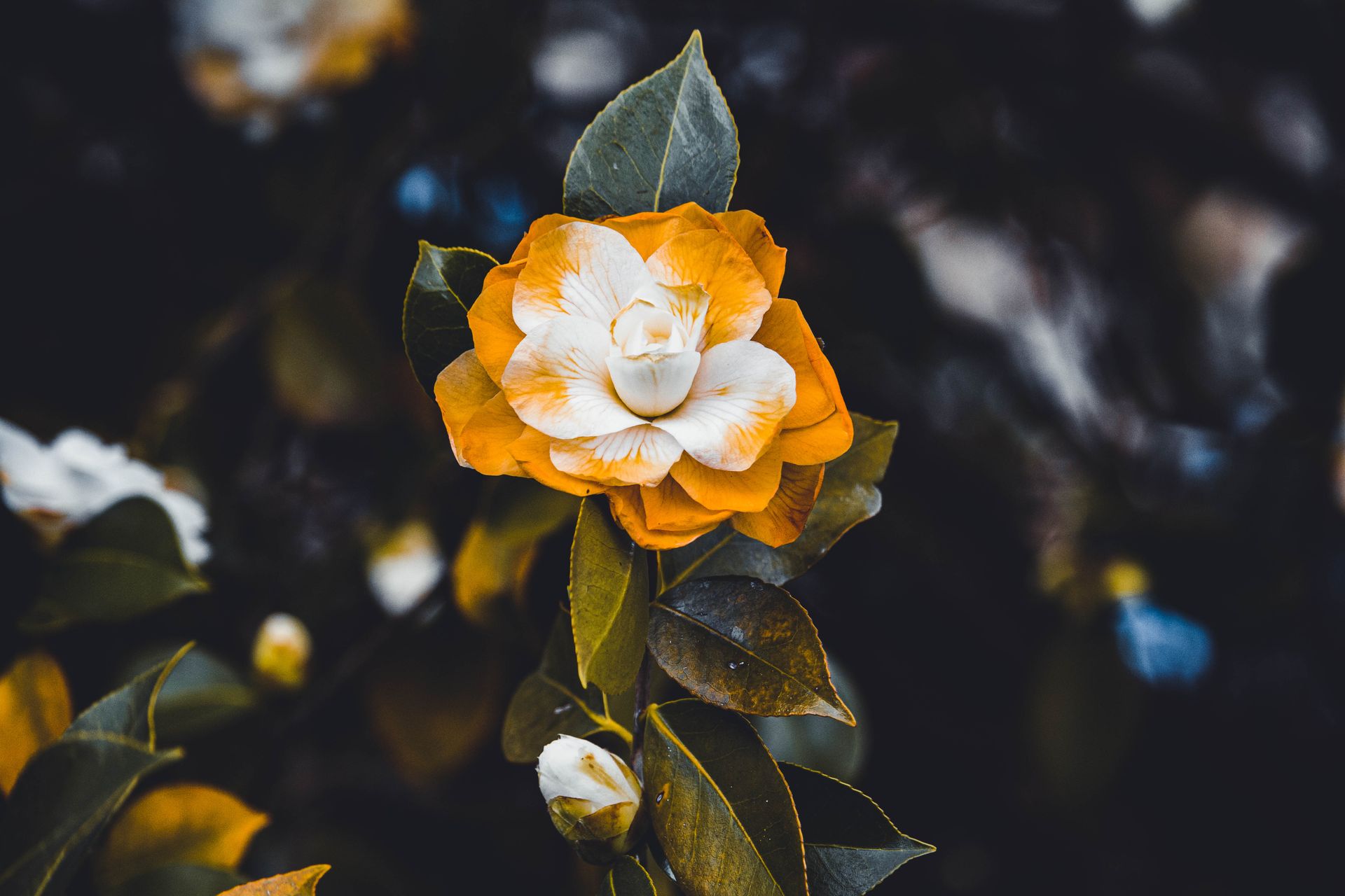 A captivating close-up of a yellow camellia flower in full bloom, surrounded by lush green leaves.