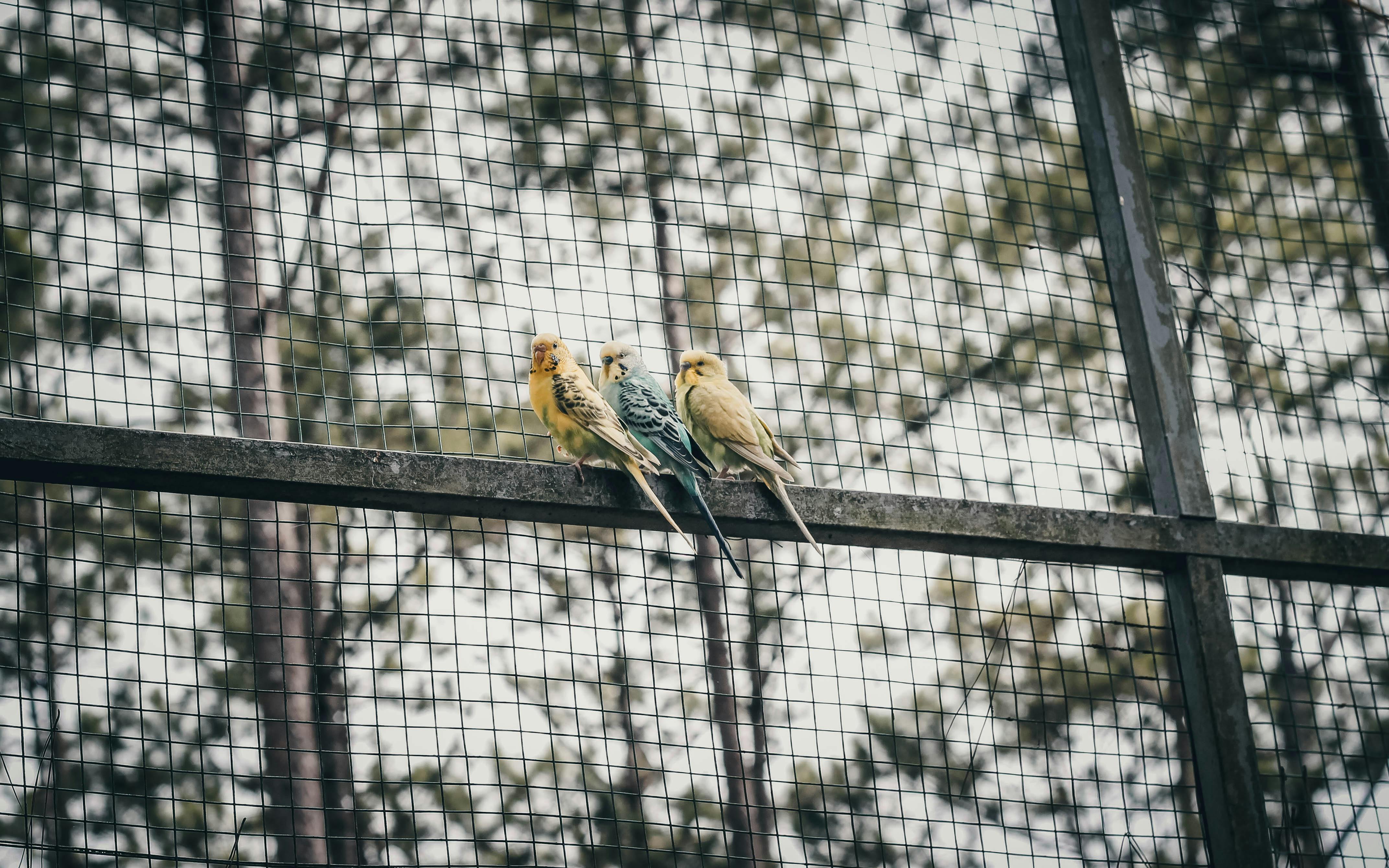Three vibrant parakeets perched on a metal fence, set against a blurred forest background in Dalat, Vietnam.