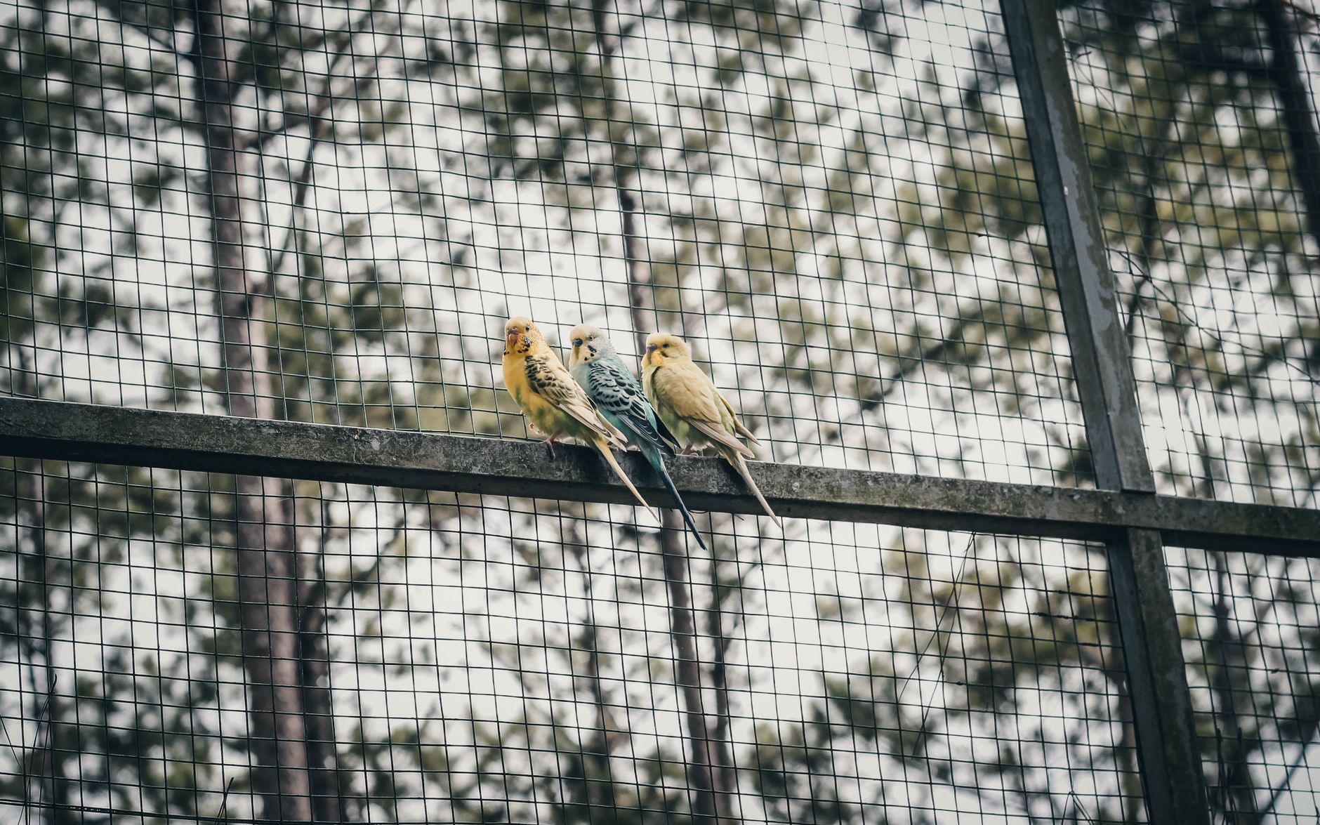 The budgie in the corner