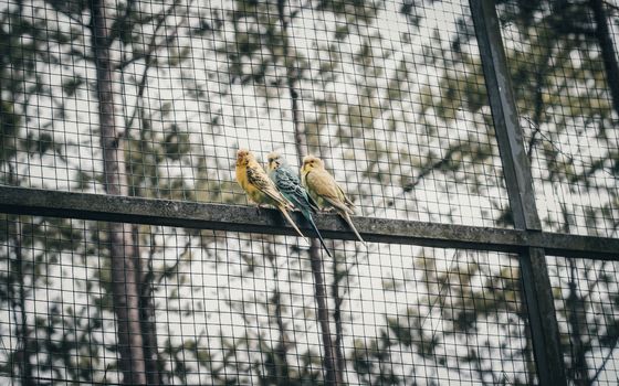 native bird aviary