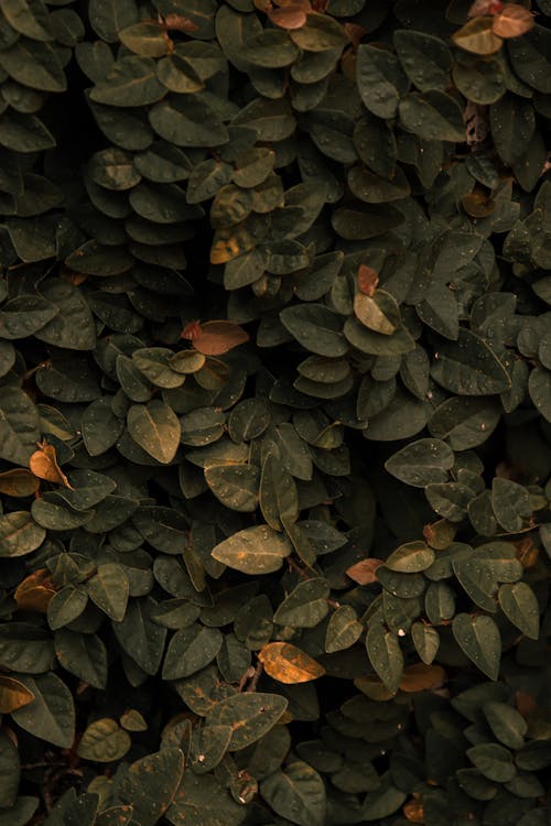 Bush with green leaves in daytime