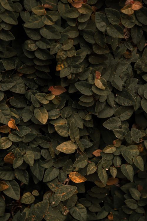 Free Full frame of abstract background of bush with green leaves growing in nature in daylight Stock Photo
