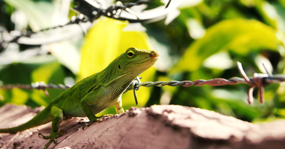 Free stock photo of barbed wire, gecko, green