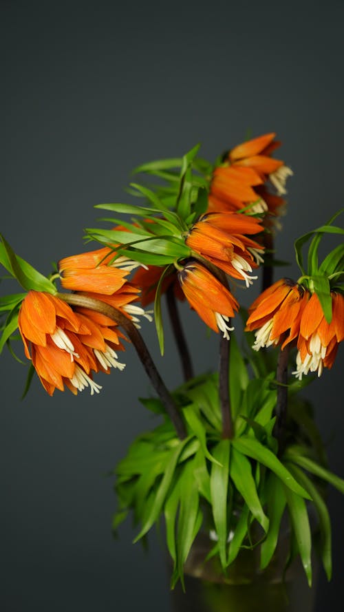 Gratis Fotos de stock gratuitas de amable, angiospermas, aroma Foto de stock