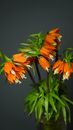 Crown imperial with blooming flowers and curved leaves