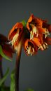 Fragrant blossoming orange flowers with gentle petals and stamens on thick stalk on gray background