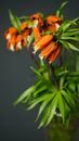 Crown imperial with blossoming flowers and curved foliage