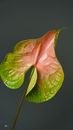 Blooming Anthurium with spadix on pink and green spathe with thin stem on gray background
