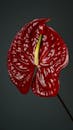 Blooming Anthurium with spathe on thin stem