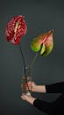 Crop unrecognizable person holding vase with blossoming sprigs of Anthuriums with spathes on thin stalks in water on gray background