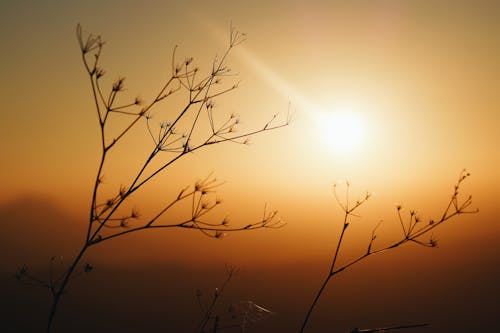 Silhouette Photo Of Plants