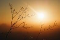 美丽的橙色日出映衬着精致植物的剪影