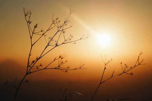 Silhouette of delicate plants against a beautiful orange sunrise.