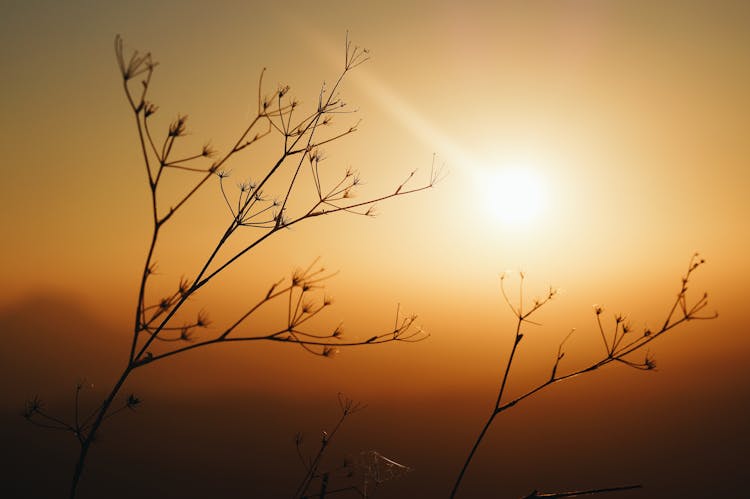 Silhouette Photo Of Plants