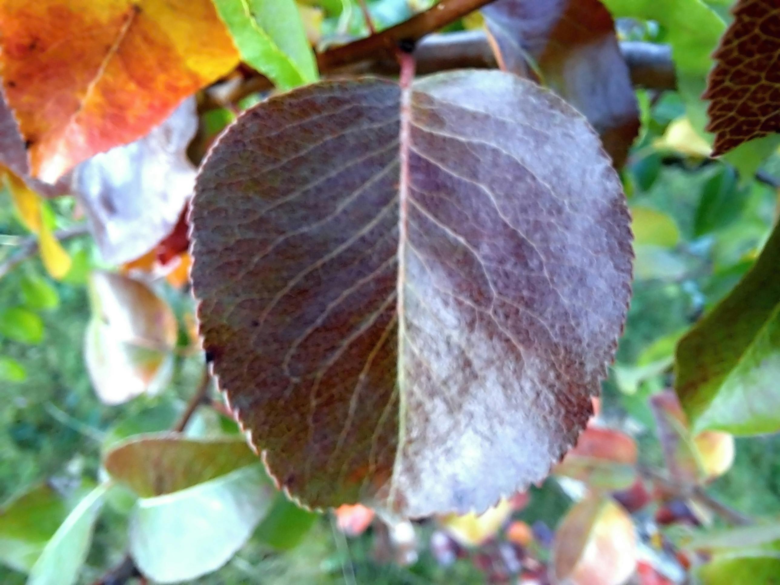 Image showing a representation of Artificial Intelligence.