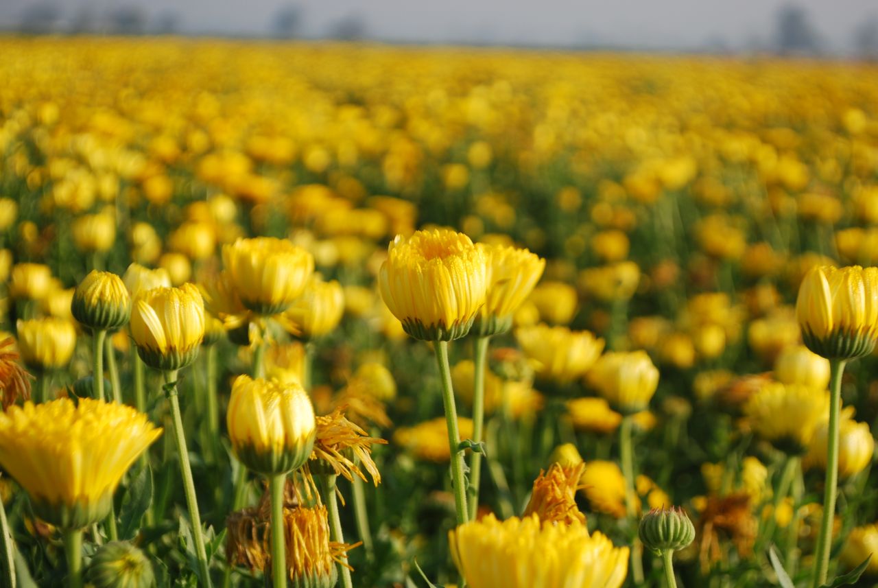 a stunning field of yellow chrysanthemums in full bloom capturing the
