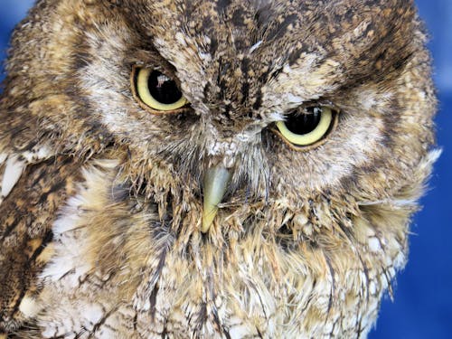 Fotobanka s bezplatnými fotkami na tému divočina, nočný, perie