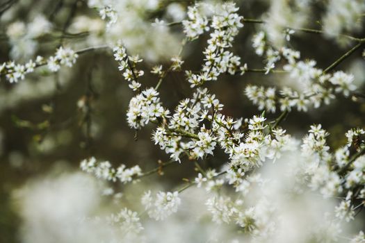 Blackthorn Flowers in Bloom