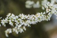 A Close-Up Shot of Blackthorn Flowrers