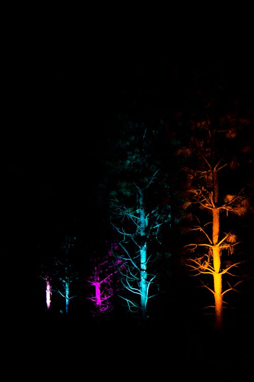 가지, 검은색, 겨울의 무료 스톡 사진