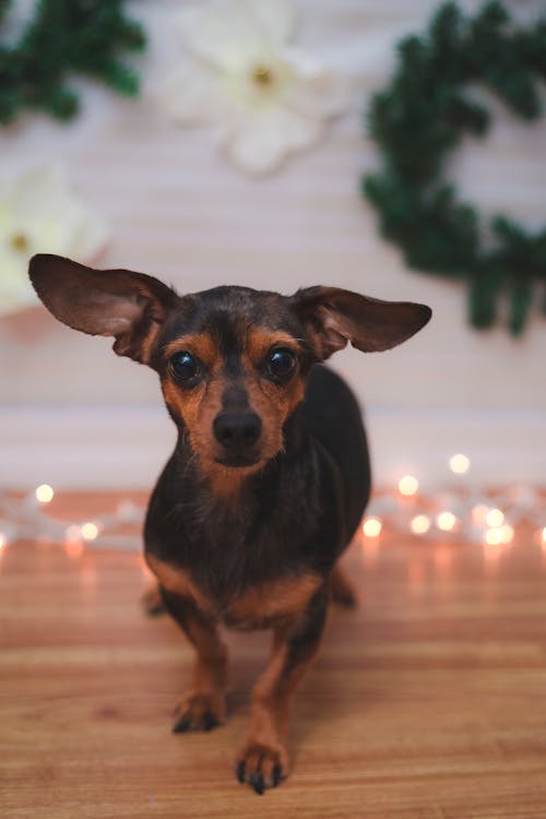 Free stock photo of christmas, dog, lights