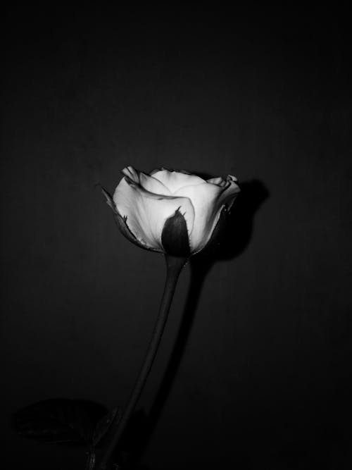 Free stock photo of black background, white rose
