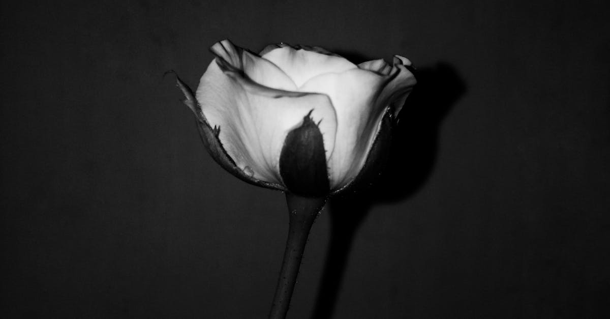 Free stock photo of black and white, black background, bokeh