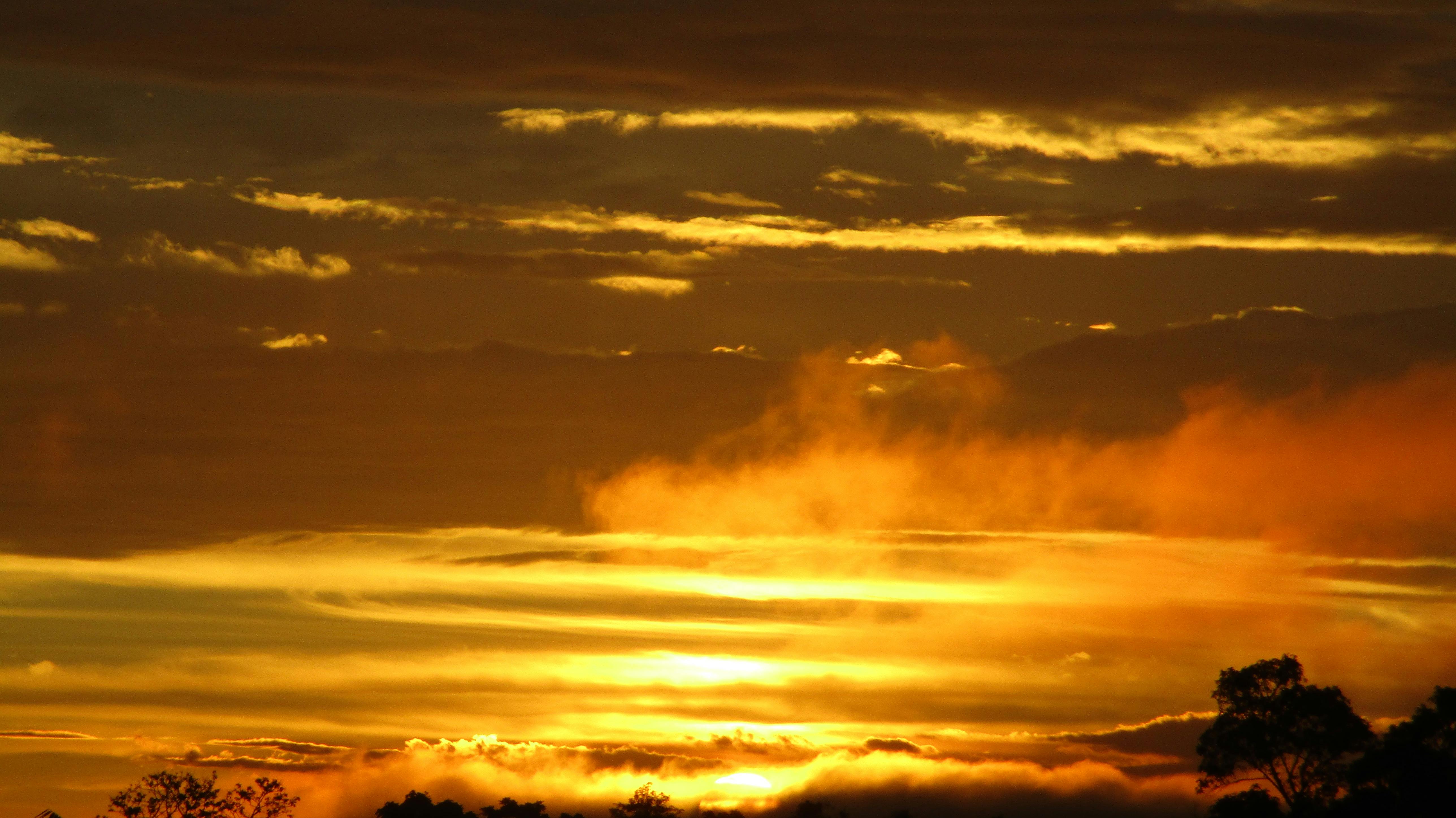 Rice blast infection