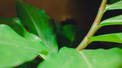 Free From above of fresh verdant leaves of ficus plant with smooth surface on blurred background Stock Photo