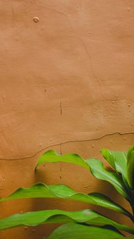 Vibrant green leaves contrasted with a textured brown wall creating a natural aesthetic.