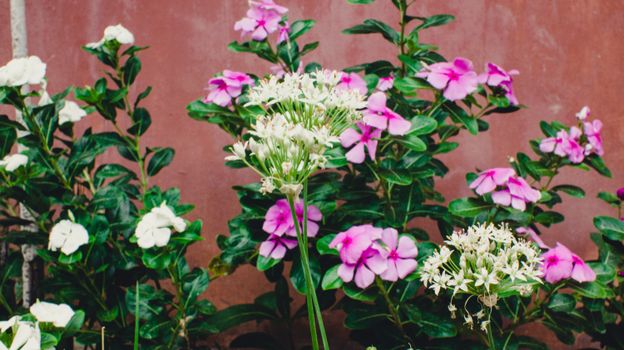 Vibrant pink and white flowers blooming vividly against a textured brick wall background.
