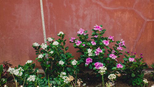 Безкоштовне стокове фото на тему «делікатний, зростання, квіти»