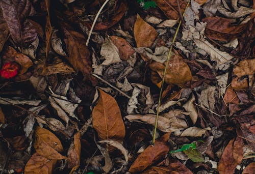 Close-Up Shot of Dry Leaves on the Ground