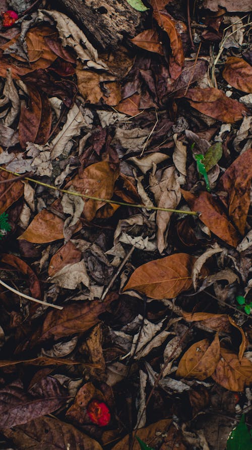 Close-Up Shot of Dry Leaves on the Ground