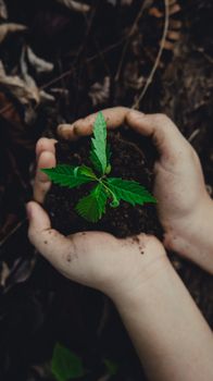 Close-up of hands holding a small green plant in soil, symbolizing growth and nature.