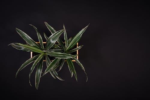 Green Potted Plant