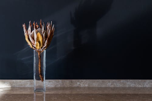 Dried Plant on a Clear Drinking Glass