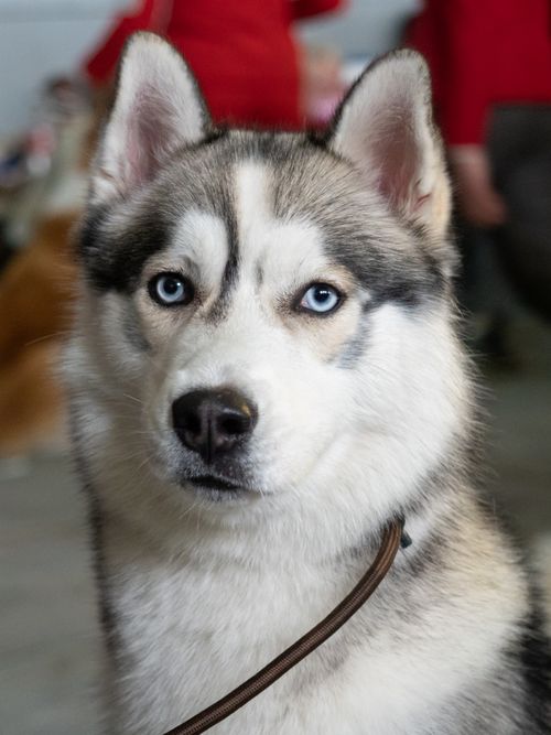 Free Portrait of a Siberian Husky dog with piercing blue eyes indoors, showing its distinctive markings and pointed ears. Stock Photo