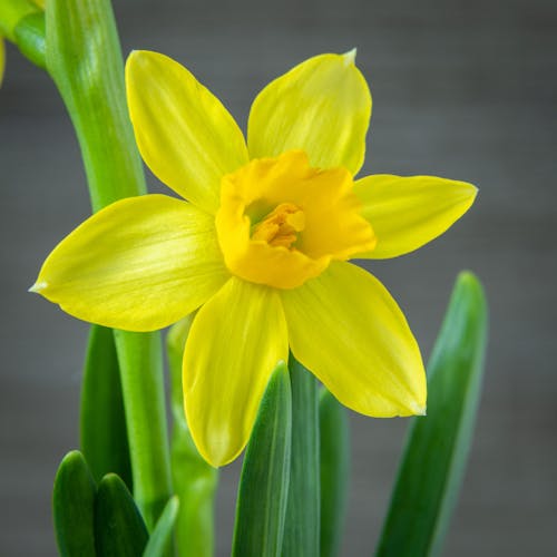 Immagine gratuita di bocciolo, colpo del primo piano, fiore giallo