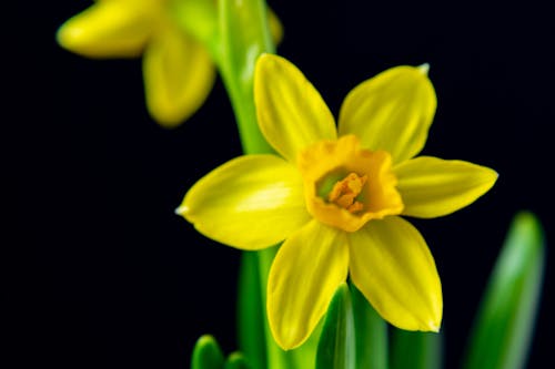 水仙, 花, 黄色の無料の写真素材