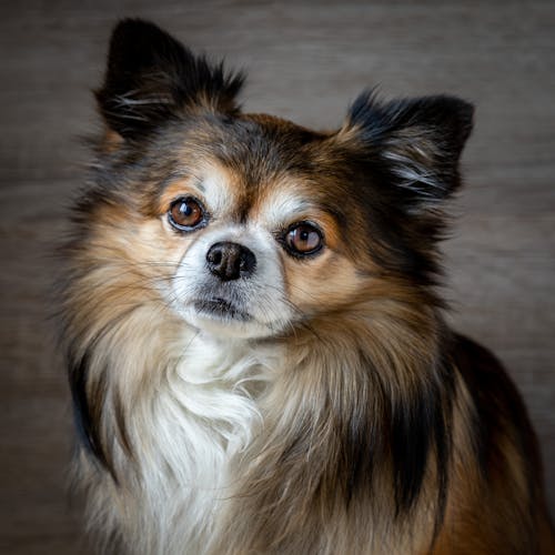 Free Close Up Photo of a Cute Dog Stock Photo