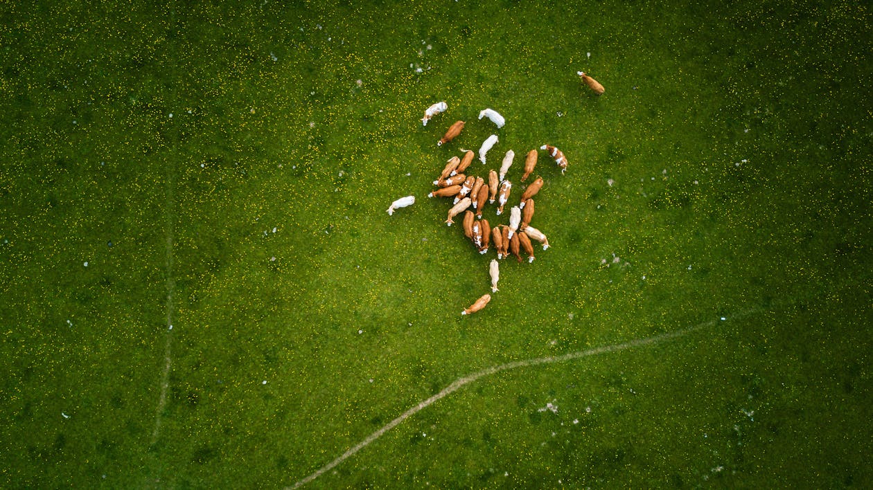 Herd Of Brown And White Cows On Green Grass Field