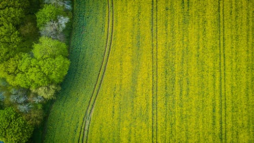 Fotografia Aérea De Amplo Campo De Grama Verde