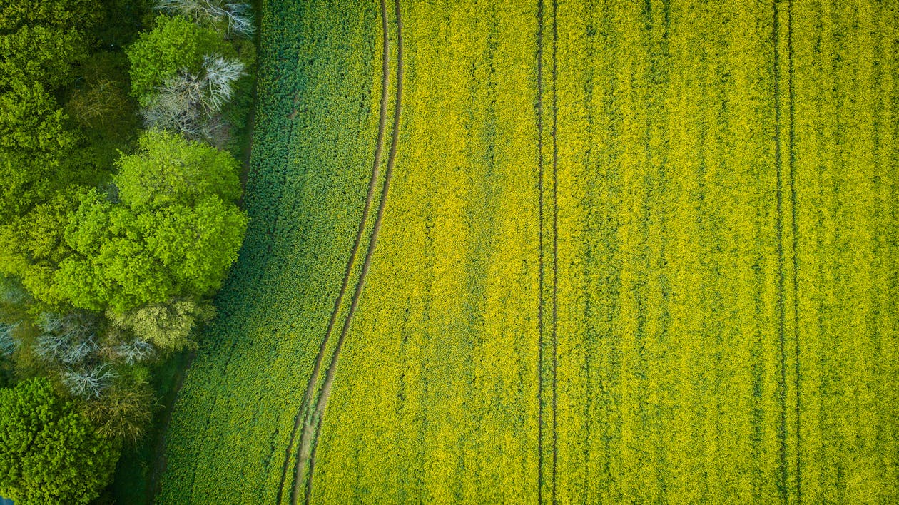 Аэрофотосъемка широкого поля зеленой травы