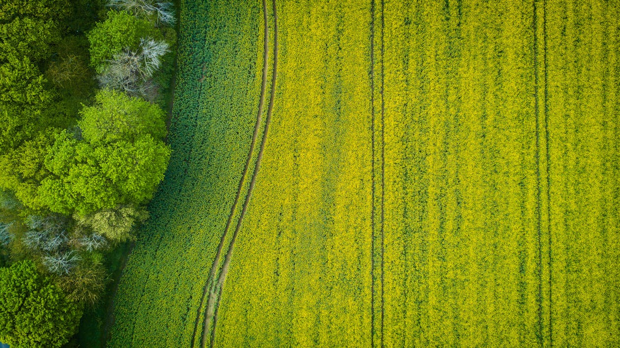 広い緑の芝生のフィールドの航空写真