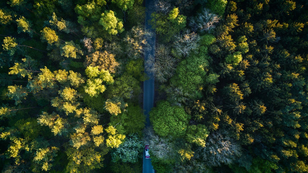 Free Highway In The Middle Of the Forest Stock Photo