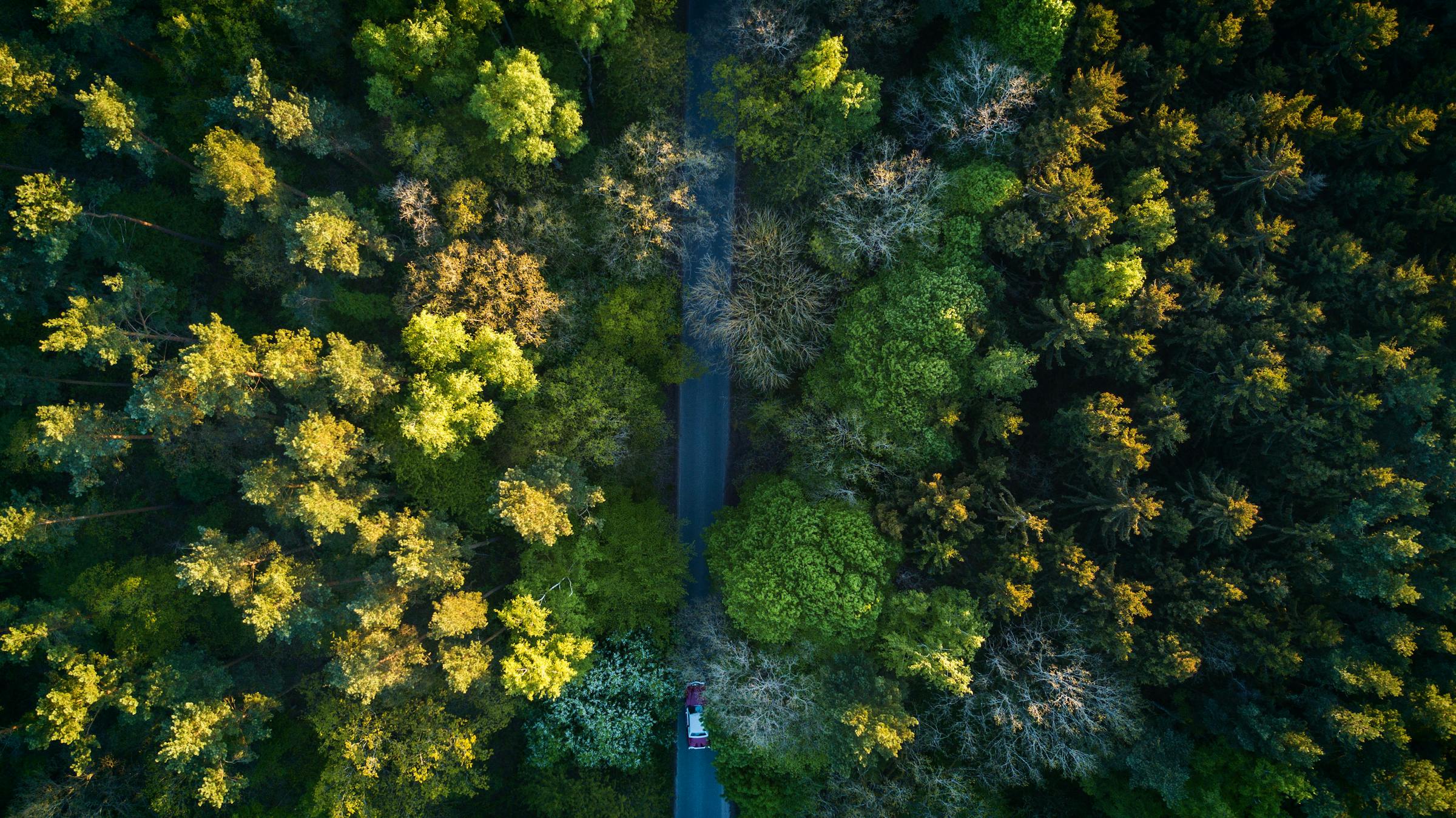 茂密森林鸟瞰图